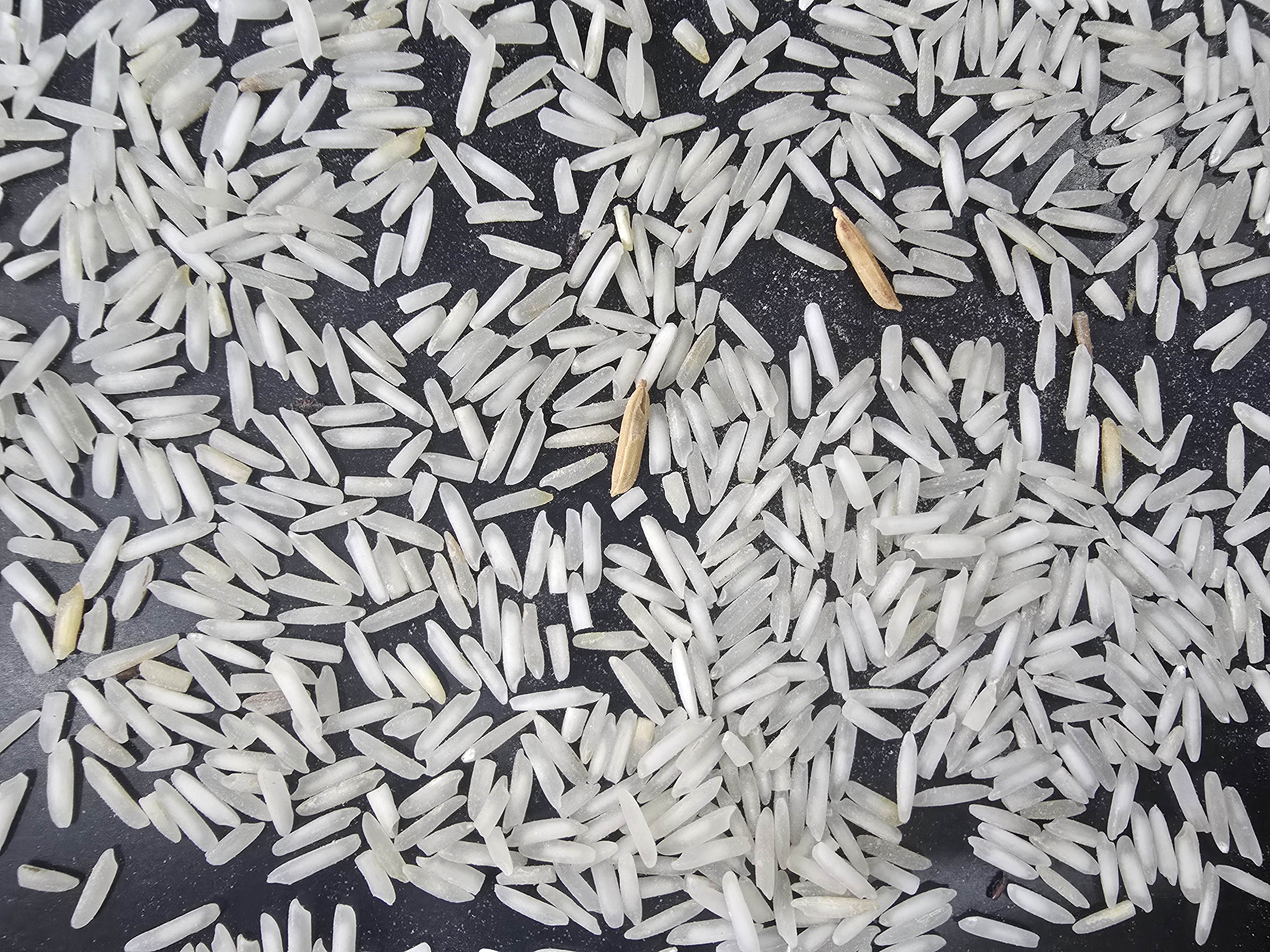 1121 basmati rice 