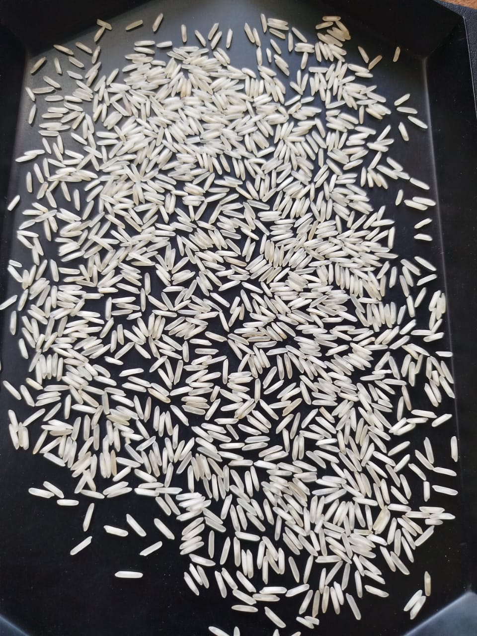 1509 basmati sateam new