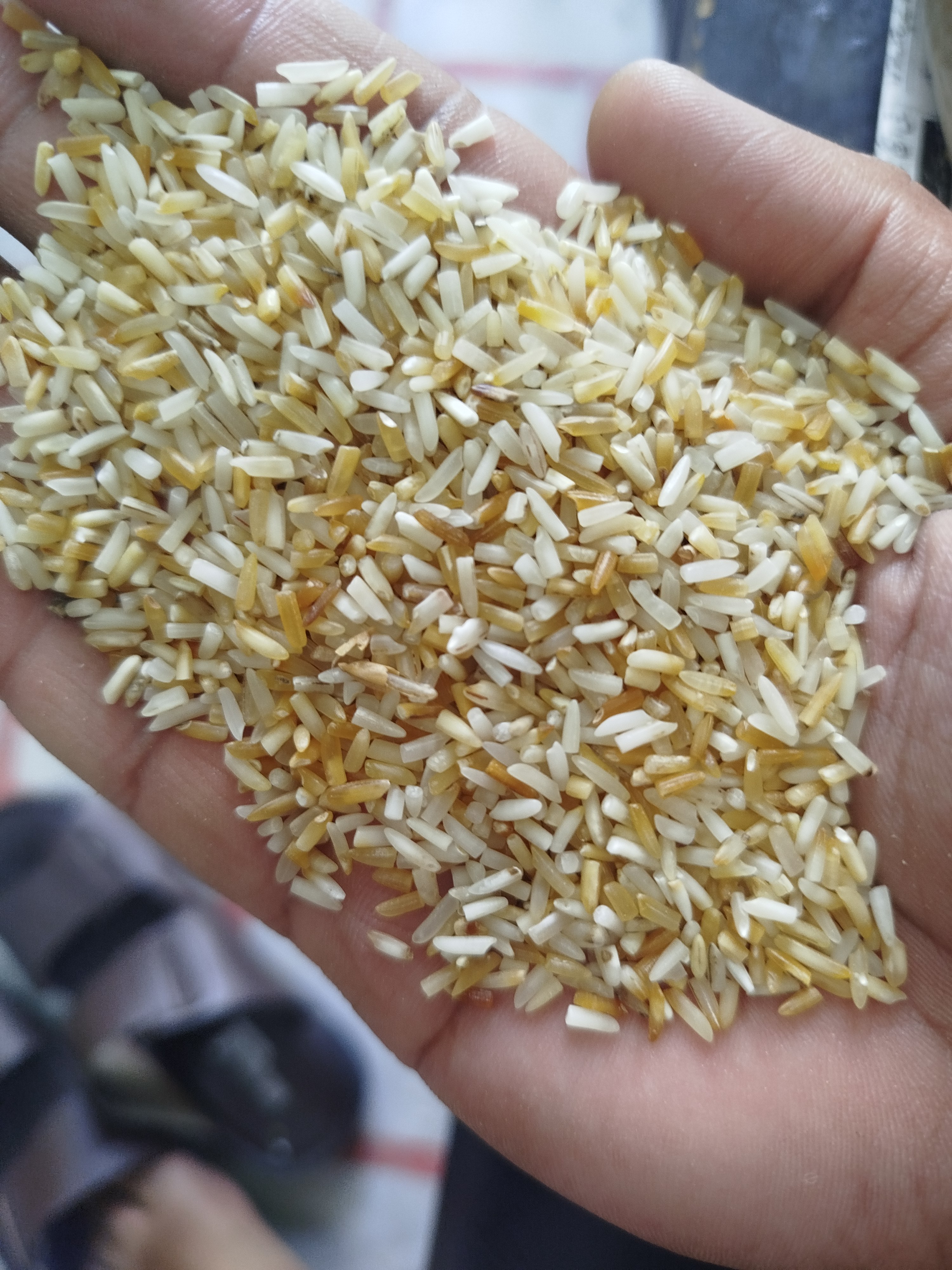 1121Sateam short grain