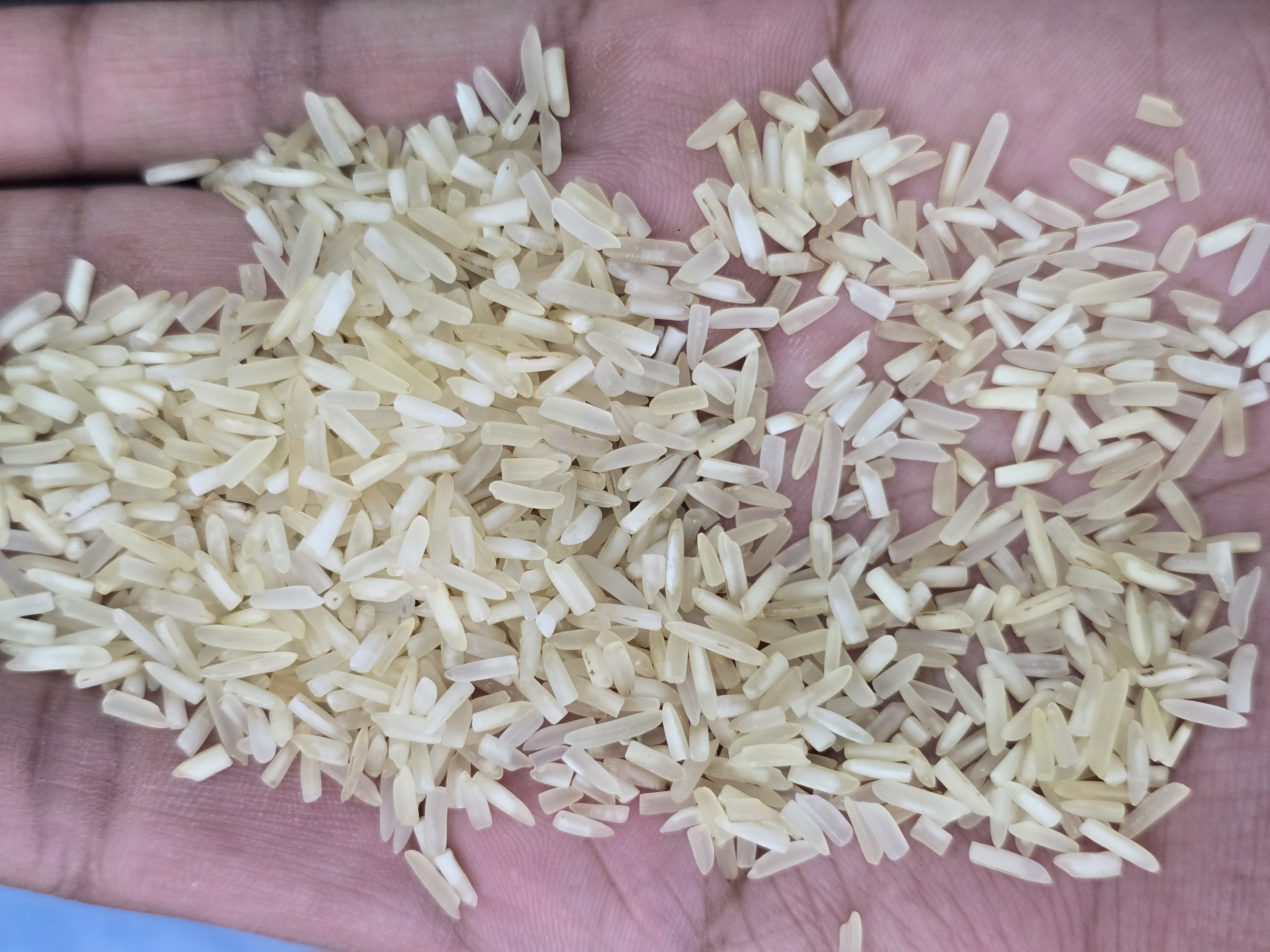 Steam R-2 New crop 2025-26