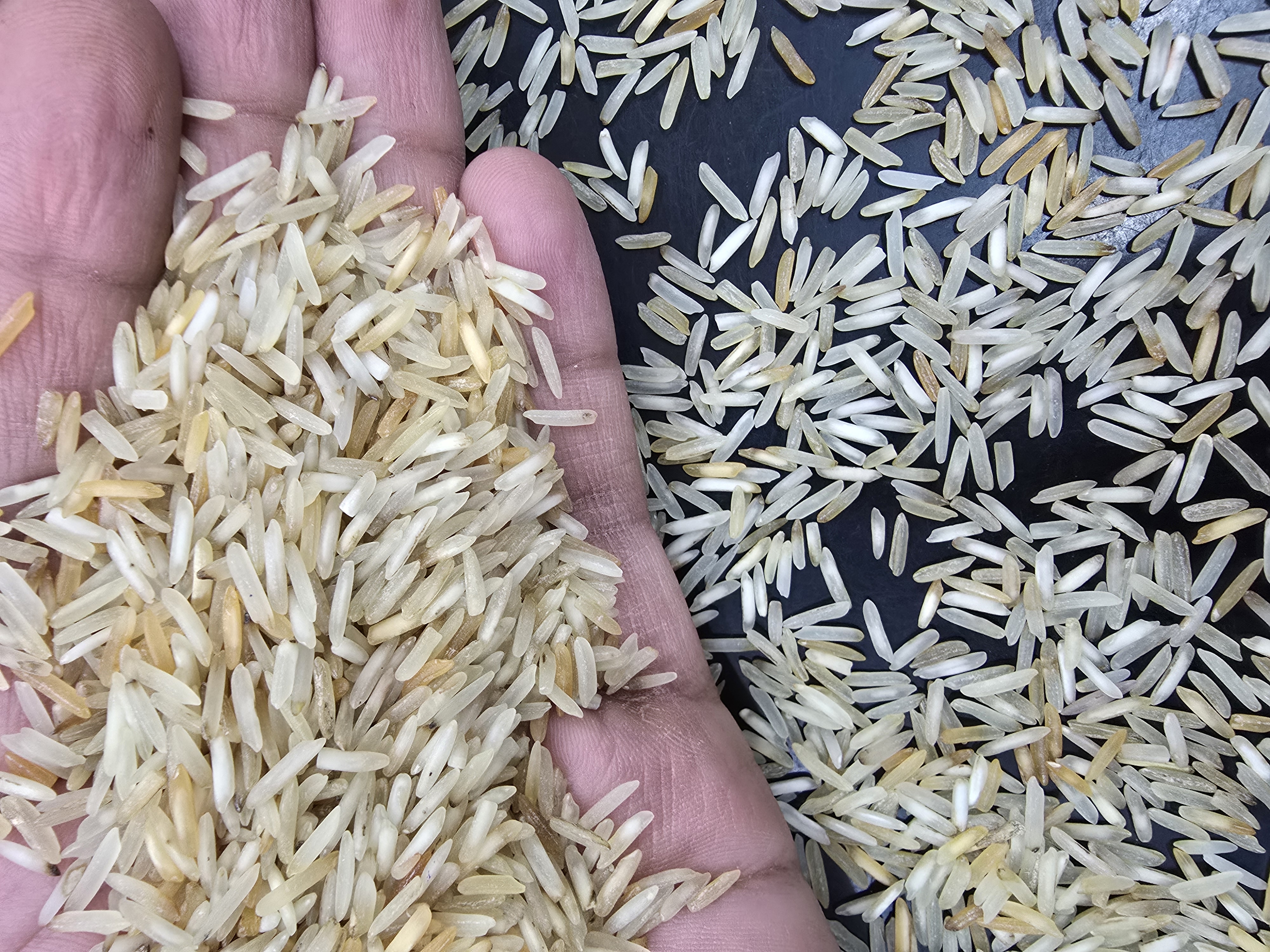 Rejection steam new crop 