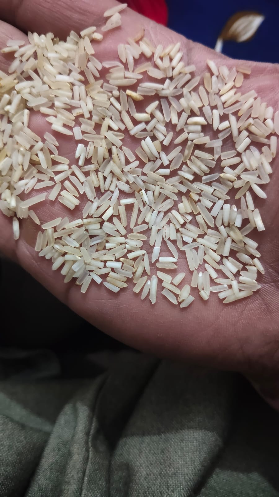 1121 sateam short grain