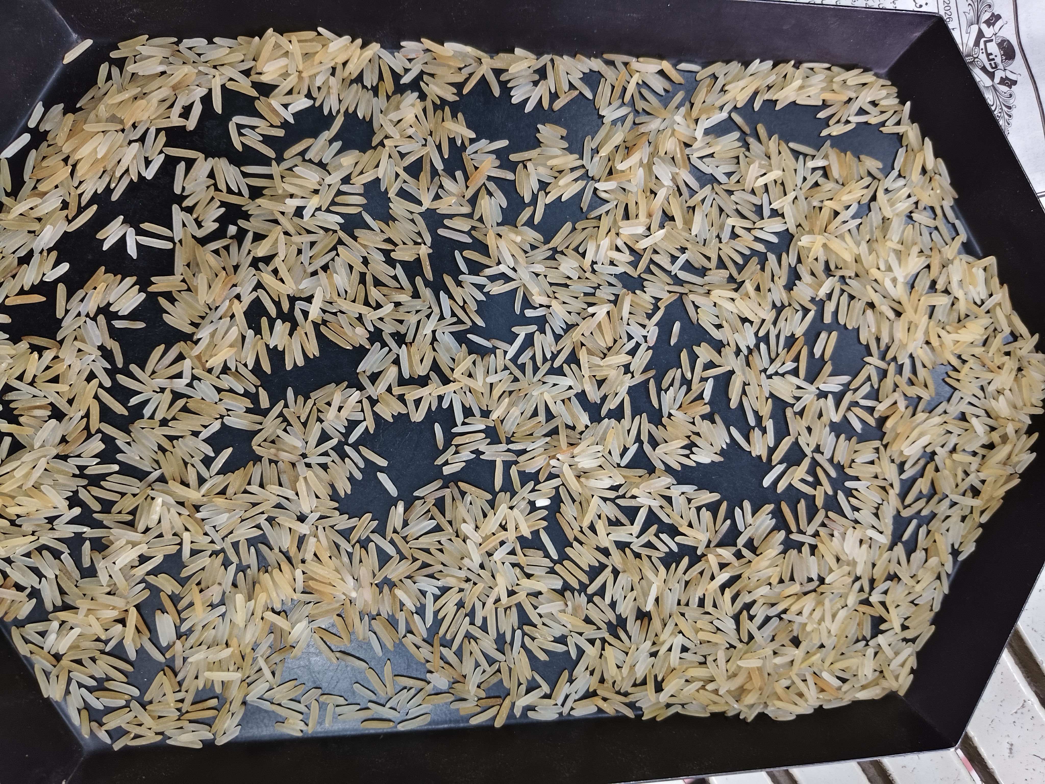 1509 basmati 