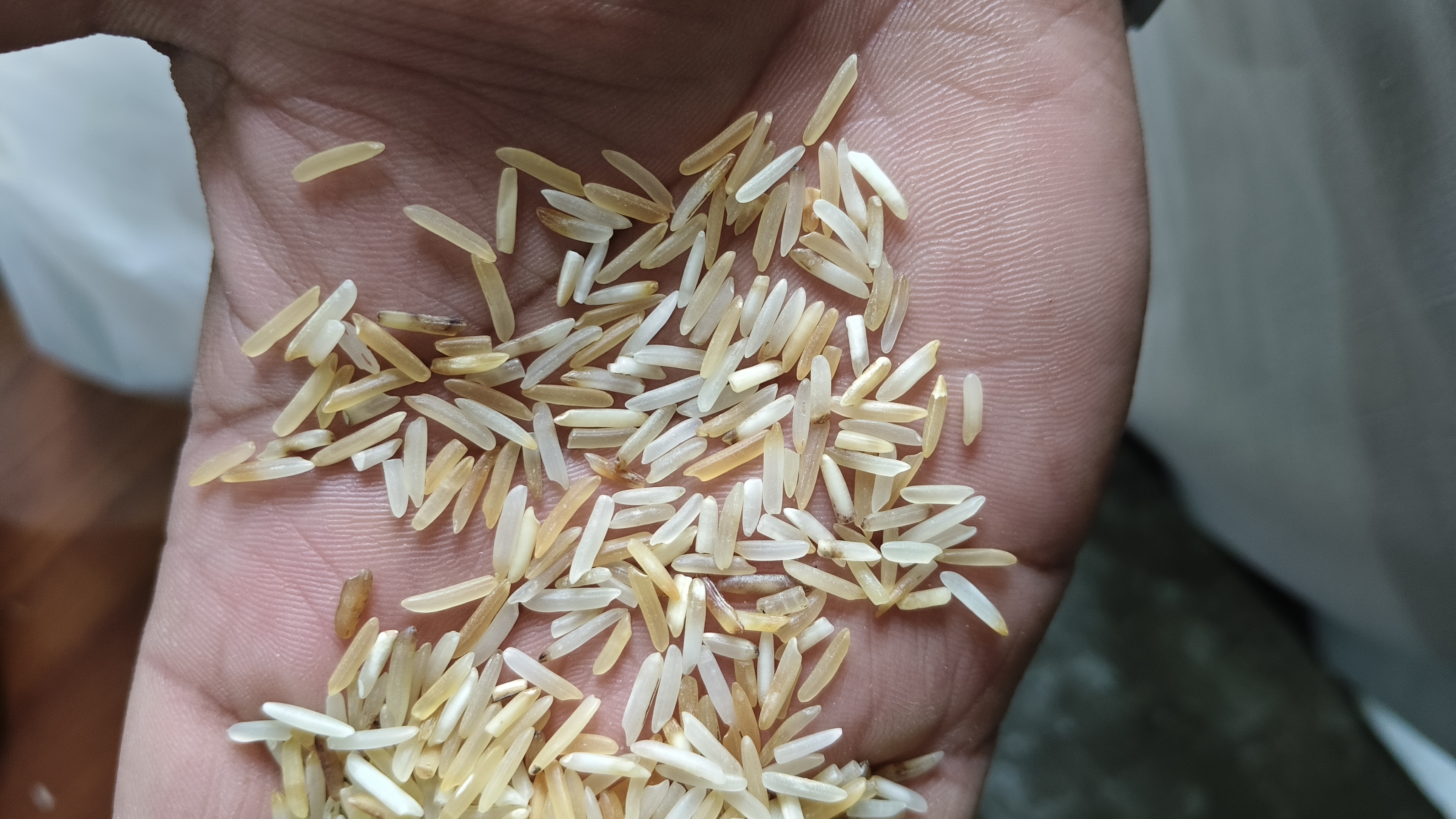 1121 basmati  