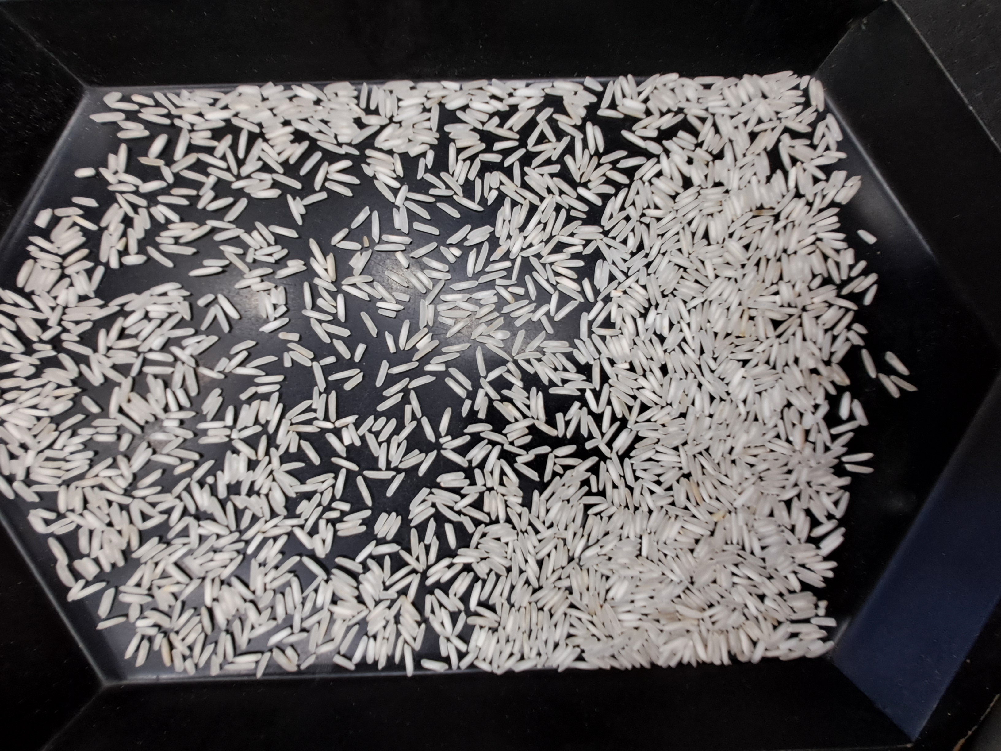 1121 basmati