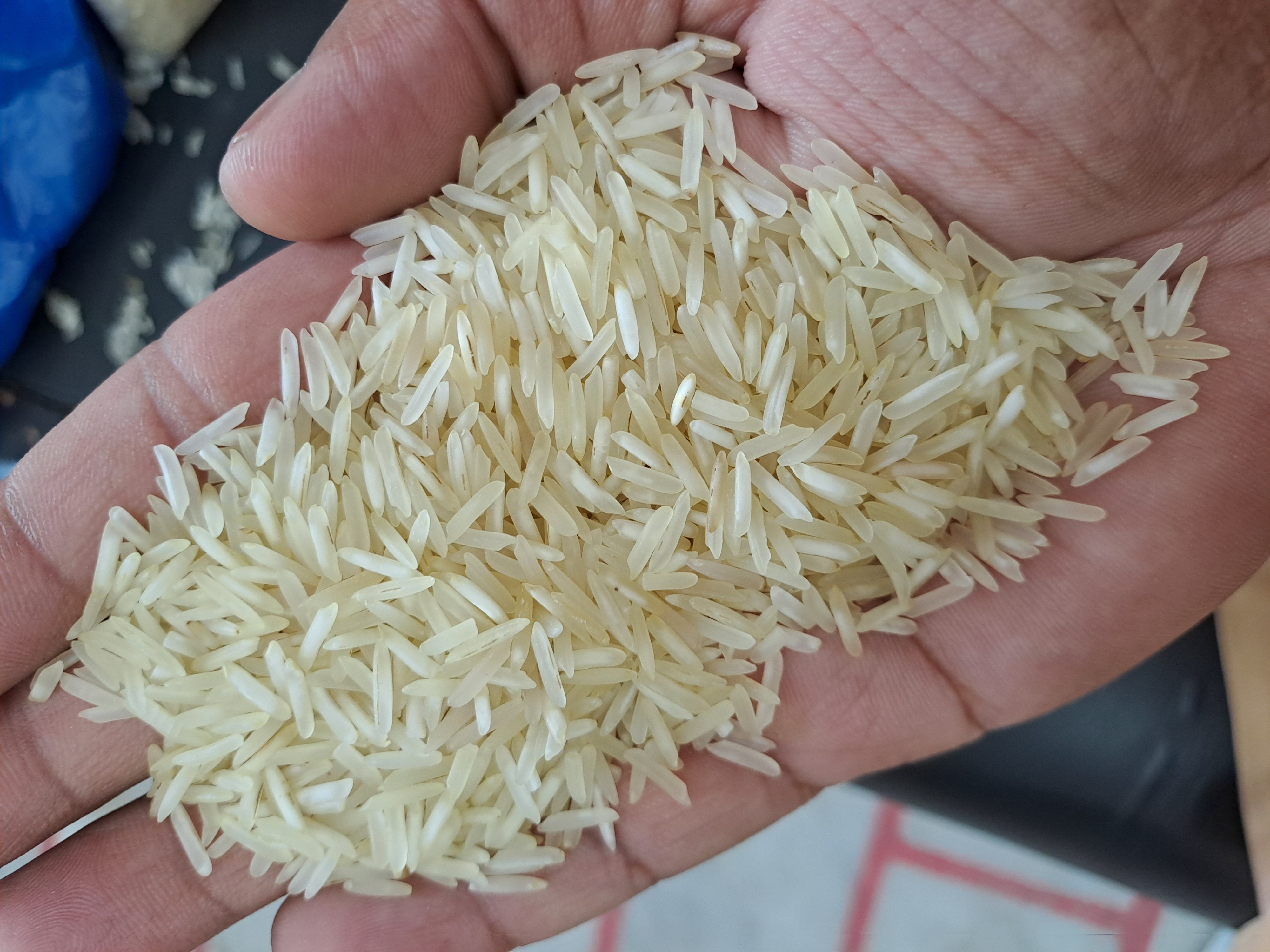 1509 basmati sateam