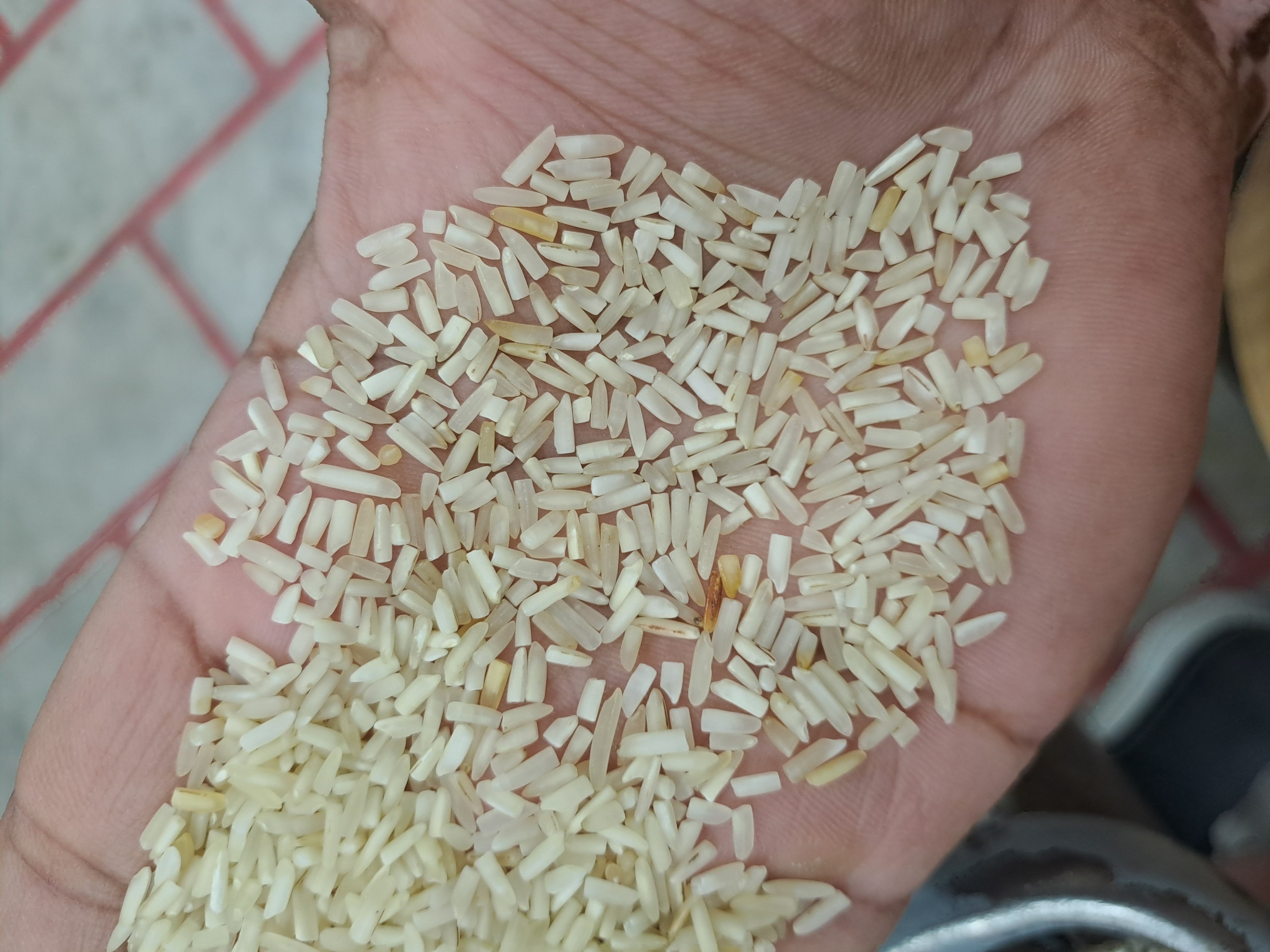 Steam short grain 