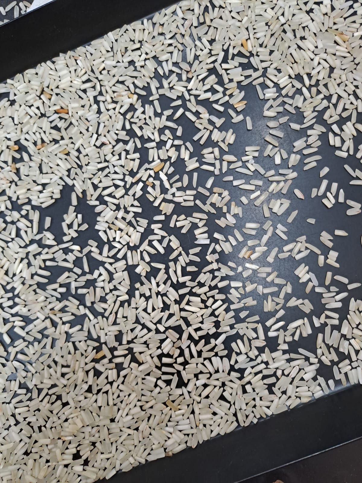 Short grain 1847