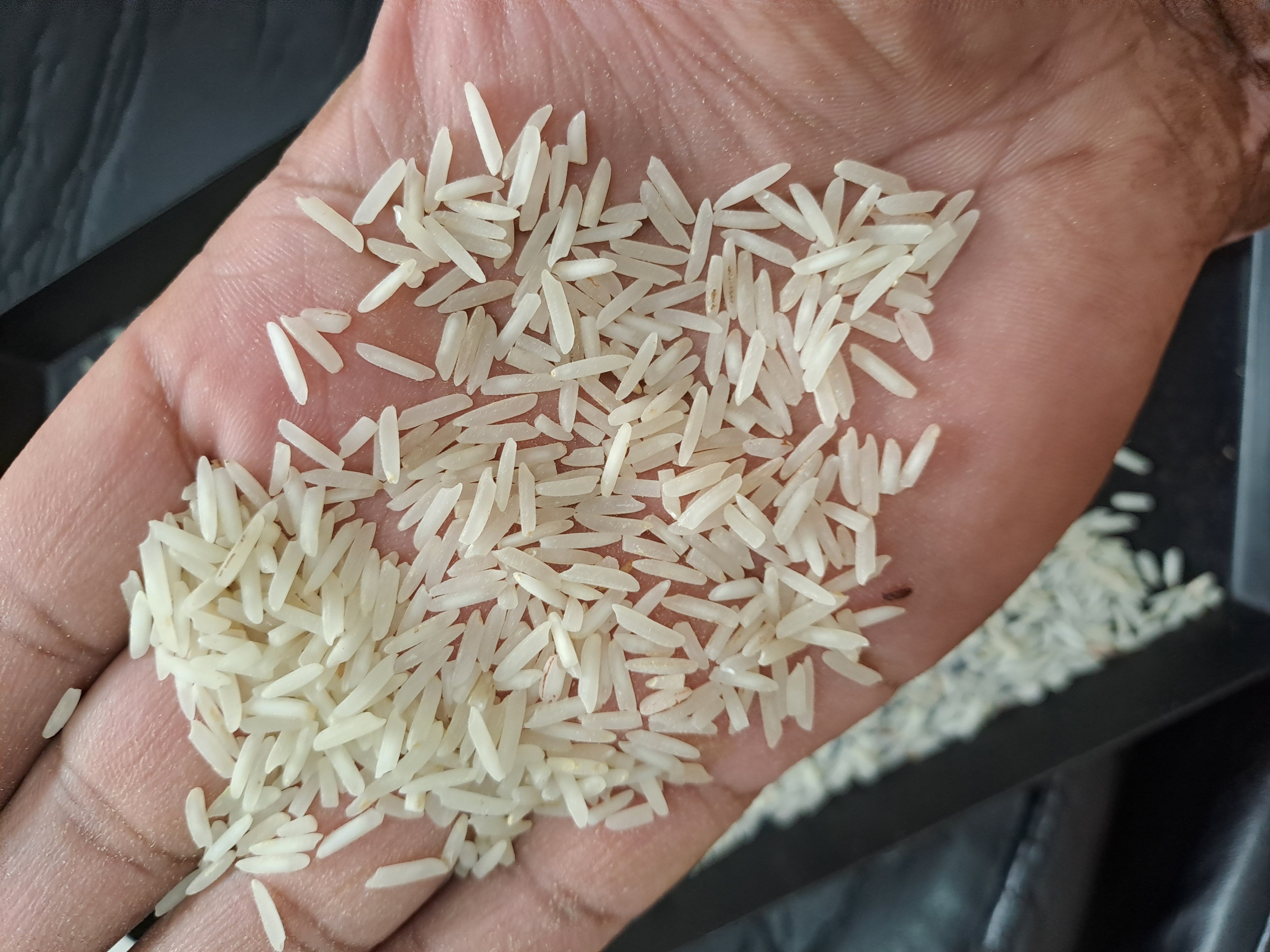 PB7 Rice 
