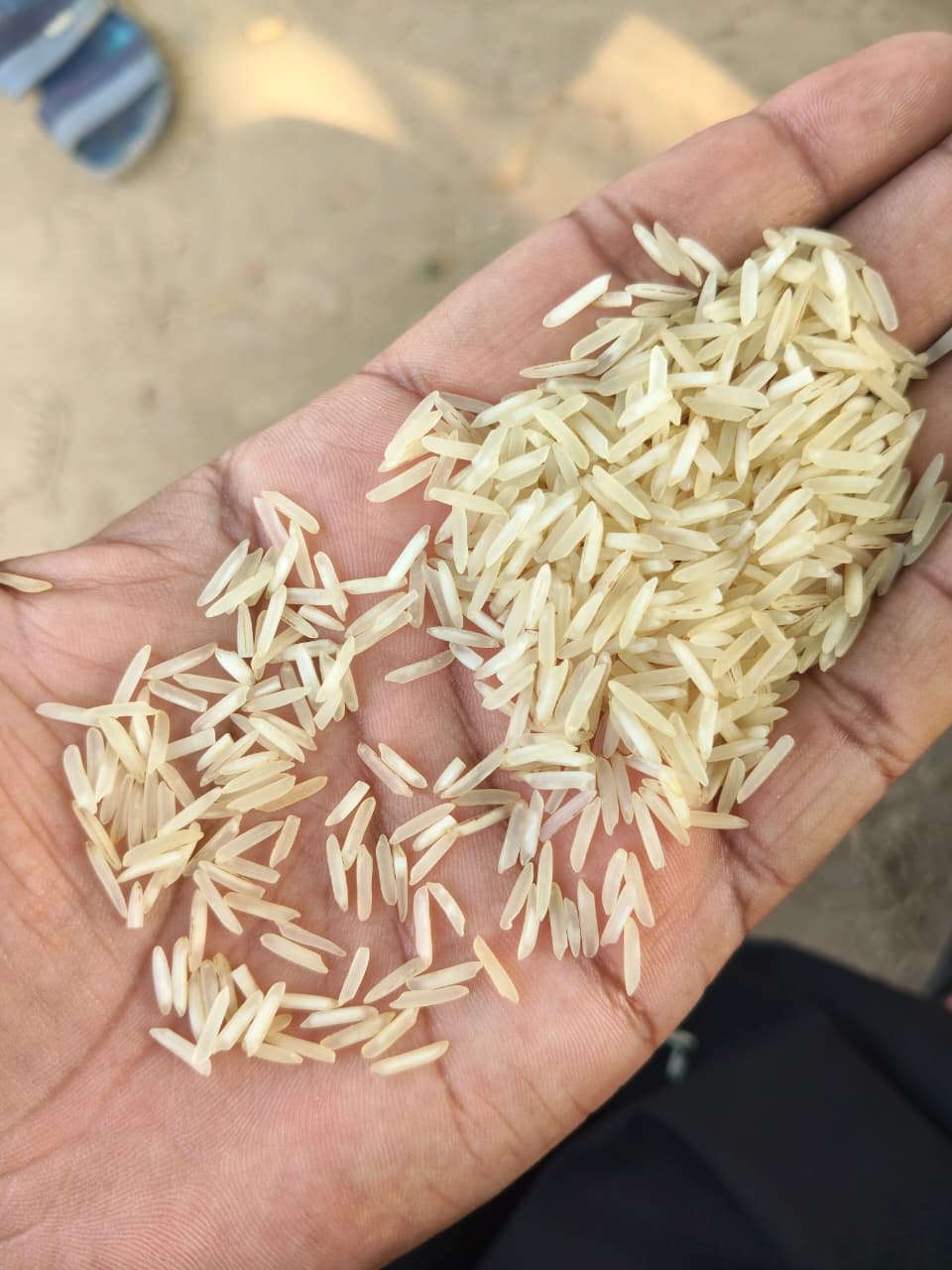 1509 basmati Steam new